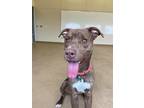 Adopt Buddy a Pit Bull Terrier / Mixed dog in Lincoln, NE (37642522)