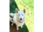 Adopt Echo a White Husky / Mixed dog in Waynesboro, VA (37638247)