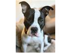 Adopt Kaya a Black - with White American Pit Bull Terrier / Boxer / Mixed dog in