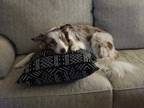 Adopt Jinora a Merle Border Collie / Border Collie / Mixed dog in Trenton