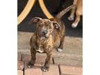Adopt Spider a Brindle Dachshund / Pit Bull Terrier / Mixed dog in Phoenix