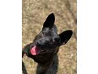 Adopt Casey a Black Australian Cattle Dog / Australian Kelpie / Mixed dog in