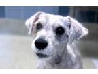 Adopt Garret A Schnauzer (Standard) / Mixed Dog In Houston, TX (37641959)