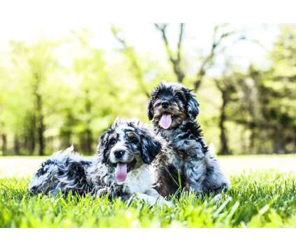 F1 Standard Bernedoodles is a Male Puppy For Sale in Tulsa OK