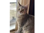 Adopt Fiona/Violet a Tortoiseshell American Shorthair / Mixed (short coat) cat