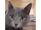 Adopt Smokey a Gray or Blue Russian Blue / Mixed cat in Zanesville