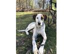 Adopt Louie a White - with Brown or Chocolate German Shepherd Dog / Labrador