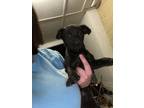 Adopt None a Black Border Collie / Labrador Retriever / Mixed dog in Dunn