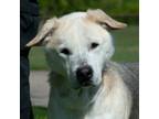 Adopt Brutus a Labrador Retriever / Shepherd (Unknown Type) / Mixed dog in Troy