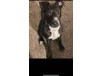 Adopt Majesty a Black - with White American Pit Bull Terrier / Mixed dog in