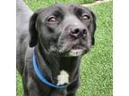 Adopt Lacie Paige a Black Pit Bull Terrier / Labrador Retriever / Mixed dog in