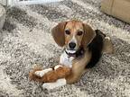 Adopt Finn a Tricolor (Tan/Brown & Black & White) Beagle / Mixed dog in Buckeye