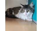 Adopt Sushi A Brown Or Chocolate Domestic Longhair / Mixed Cat In Ponca City