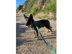 Adopt Oddie a Black - with White Australian Cattle Dog / Mixed dog in Ventura