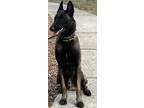 Adopt Zelda a Black - with Tan, Yellow or Fawn Belgian Malinois / Mixed dog in