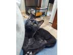 Adopt Pluto a All Black Domestic Shorthair / Domestic Shorthair / Mixed cat in