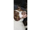 Adopt Buddy a White - with Brown or Chocolate Mastiff / American Pit Bull