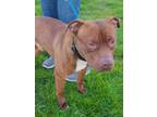 Adopt Roster a Staffordshire Bull Terrier