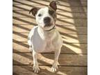 Adopt Howie *Advanced Training* a American Staffordshire Terrier