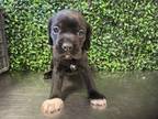 Adopt 52289143 a Black Shar Pei / Mixed dog in El Paso, TX (37639501)