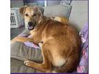 Adopt Ginalina a Brown/Chocolate Retriever (Unknown Type) / Mixed dog in