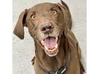 Adopt COOPER a Brown/Chocolate Labrador Retriever / Mixed dog in Tangent