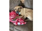 Adopt Truly a Tan/Yellow/Fawn - with White Black Mouth Cur / Catahoula Leopard