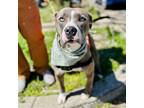 Adopt Dory (ID# 58694) a American Pit Bull Terrier / Mixed dog in Oakland