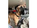 Adopt Moose a Tan/Yellow/Fawn Great Dane / Mixed dog in Royse City