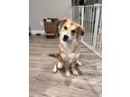 Adopt Fozzie a Tan/Yellow/Fawn - with White Husky / Shiba Inu / Mixed dog in