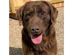 Adopt Truman a Labrador Retriever dog in Yankton, SD (37640886)