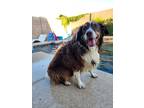 Adopt Charles a White - with Brown or Chocolate Australian Shepherd / Mixed dog
