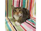 Adopt Alara a Gray, Blue or Silver Tabby Domestic Shorthair (short coat) cat in