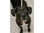 Adopt Amelia a Black - with White Hound (Unknown Type) / Beagle / Mixed dog in
