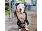 Adopt Spudz (ID# A0052232127) a White American Pit Bull Terrier / Mixed dog in