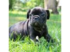 French Bulldog Puppy for sale in Altmar, NY, USA