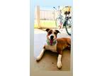 Adopt Howie a Brown/Chocolate - with White Harrier / Mixed dog in Phoenix