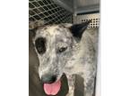 Adopt 52289204 a Black Australian Cattle Dog / Mixed dog in Fort Worth