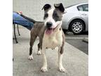 Adopt Madea a White - with Tan, Yellow or Fawn Pit Bull Terrier / Mixed dog in