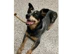 Adopt Rebel a Black - with Gray or Silver Blue Heeler / Australian Cattle Dog /