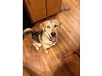 Adopt Luddy a Black - with Tan, Yellow or Fawn Golden Retriever / Husky / Mixed