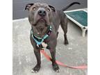 Adopt Ricky a Gray/Blue/Silver/Salt & Pepper Mixed Breed (Large) / Mixed dog in