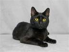 Adopt MAGNUS A All Black Domestic Mediumhair / Mixed (medium Coat) Cat In