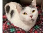 Adopt SPRINKLE A White Domestic Mediumhair / Mixed (medium Coat) Cat In