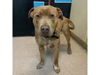 Adopt Danny a Tan/Yellow/Fawn Pit Bull Terrier / Mixed dog in Ardmore