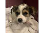 Adopt Invisible Pup a White - with Tan, Yellow or Fawn Mixed Breed (Medium) /