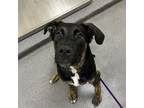 Adopt Oakley a German Shepherd Dog / Mixed dog in Des Moines, IA (37640201)