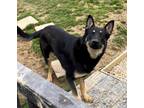 Adopt Ace (12mo, 70lbs) a German Shepherd Dog / Mixed dog in Hinton