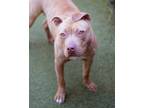 Adopt Pearl a Pit Bull Terrier / Mixed dog in Novato, CA (37639985)