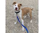 Adopt Elle a Tan/Yellow/Fawn Mixed Breed (Medium) / Mixed dog in Janesville